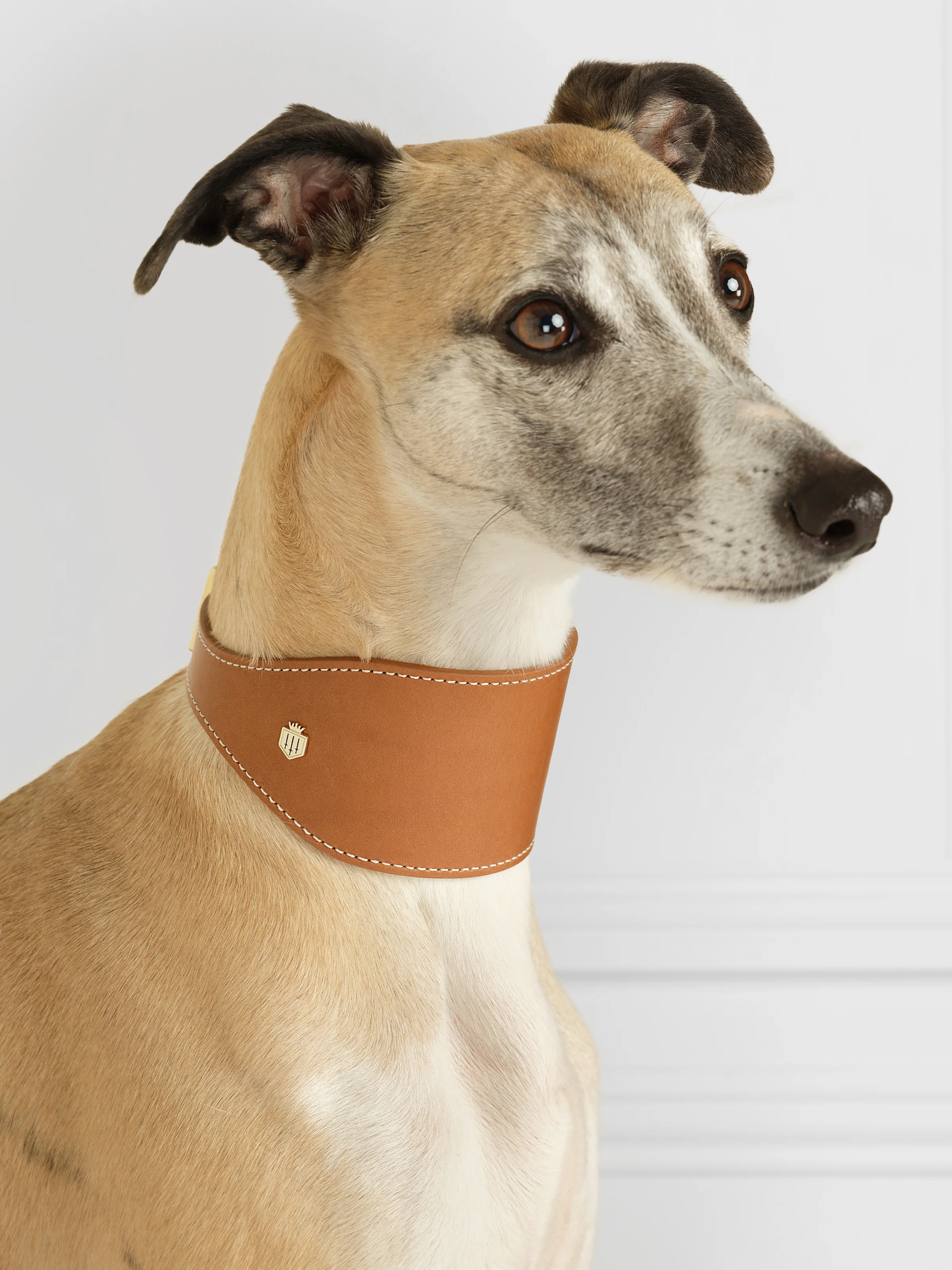 Fig Whippet Dog Collar - Tan - Image 2