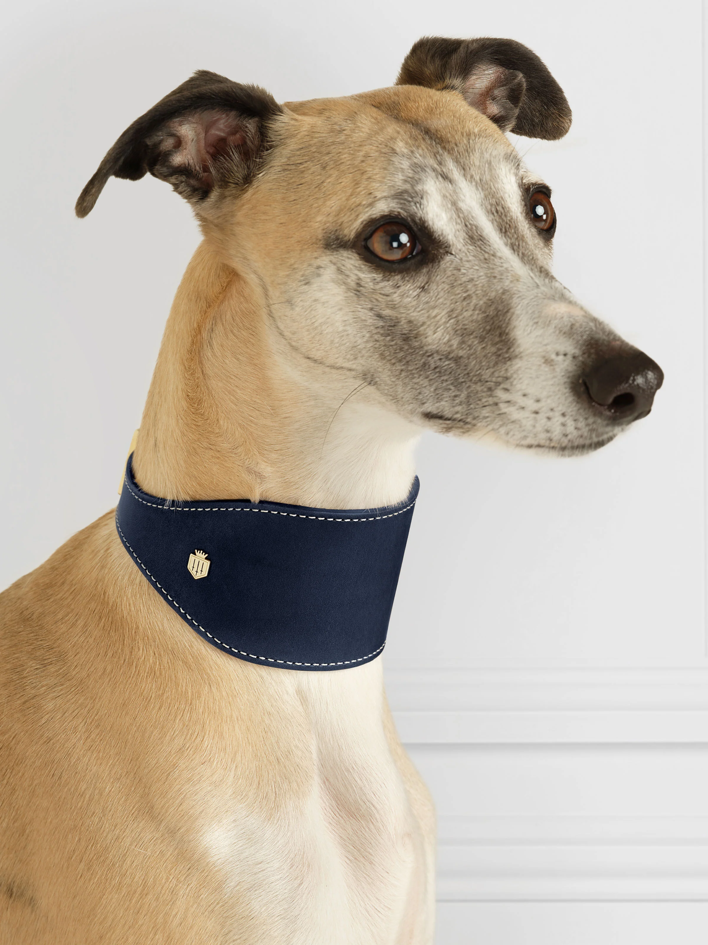 Fig Whippet Dog Collar - Navy - Image 2