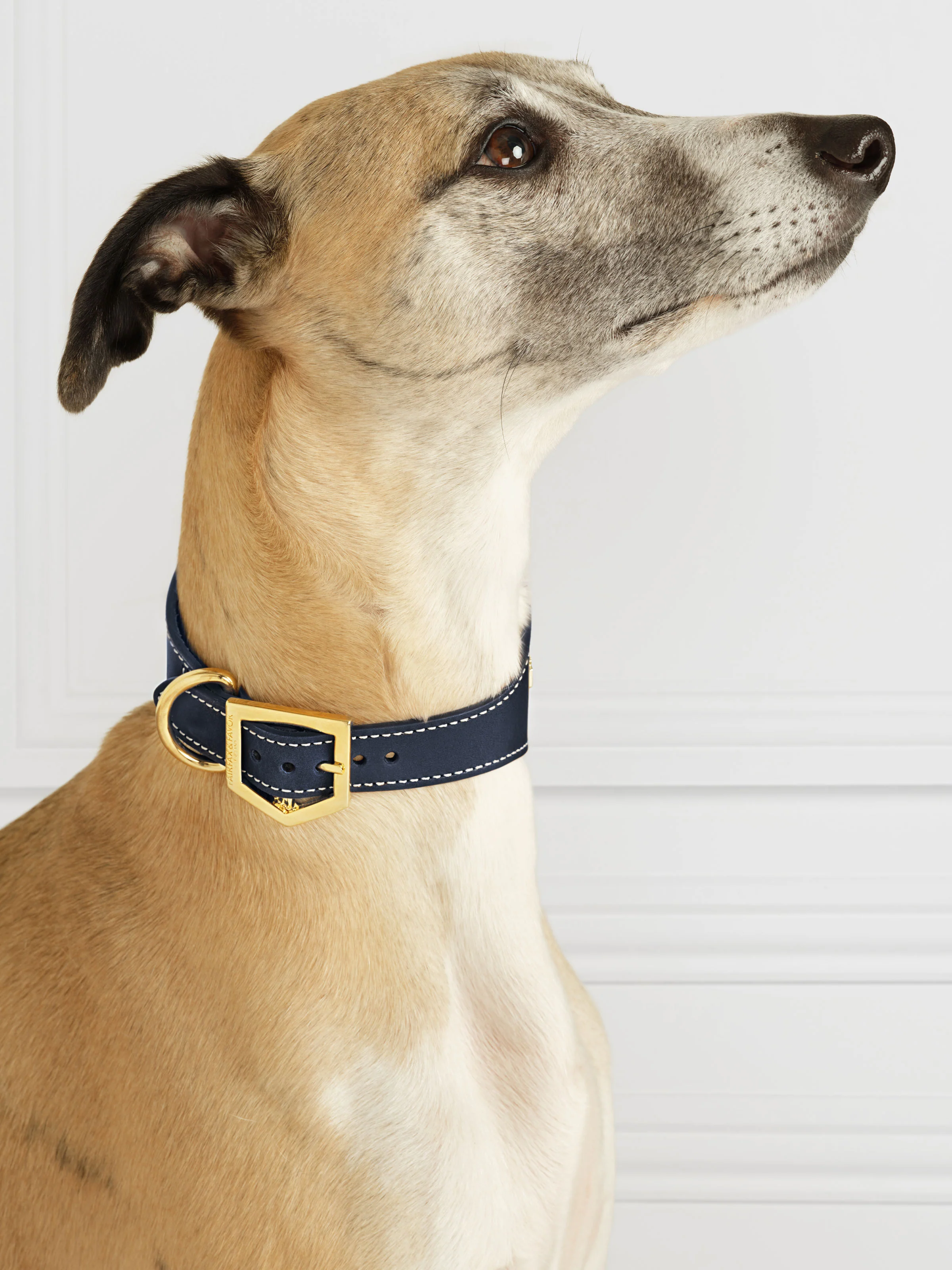 Fig Whippet Dog Collar - Navy - Image 3