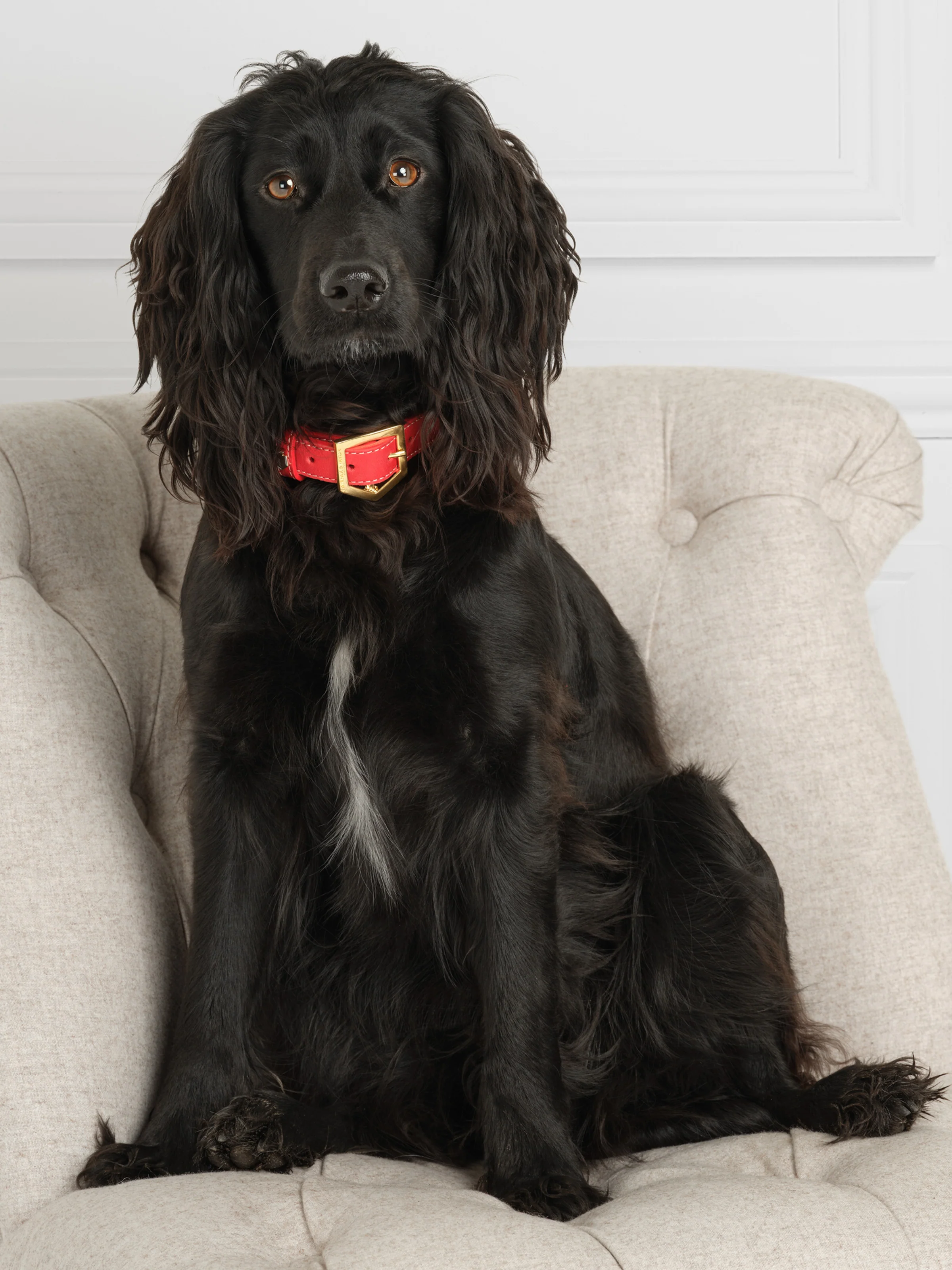 Fitzroy Dog Collar - Red Leather - Image 2