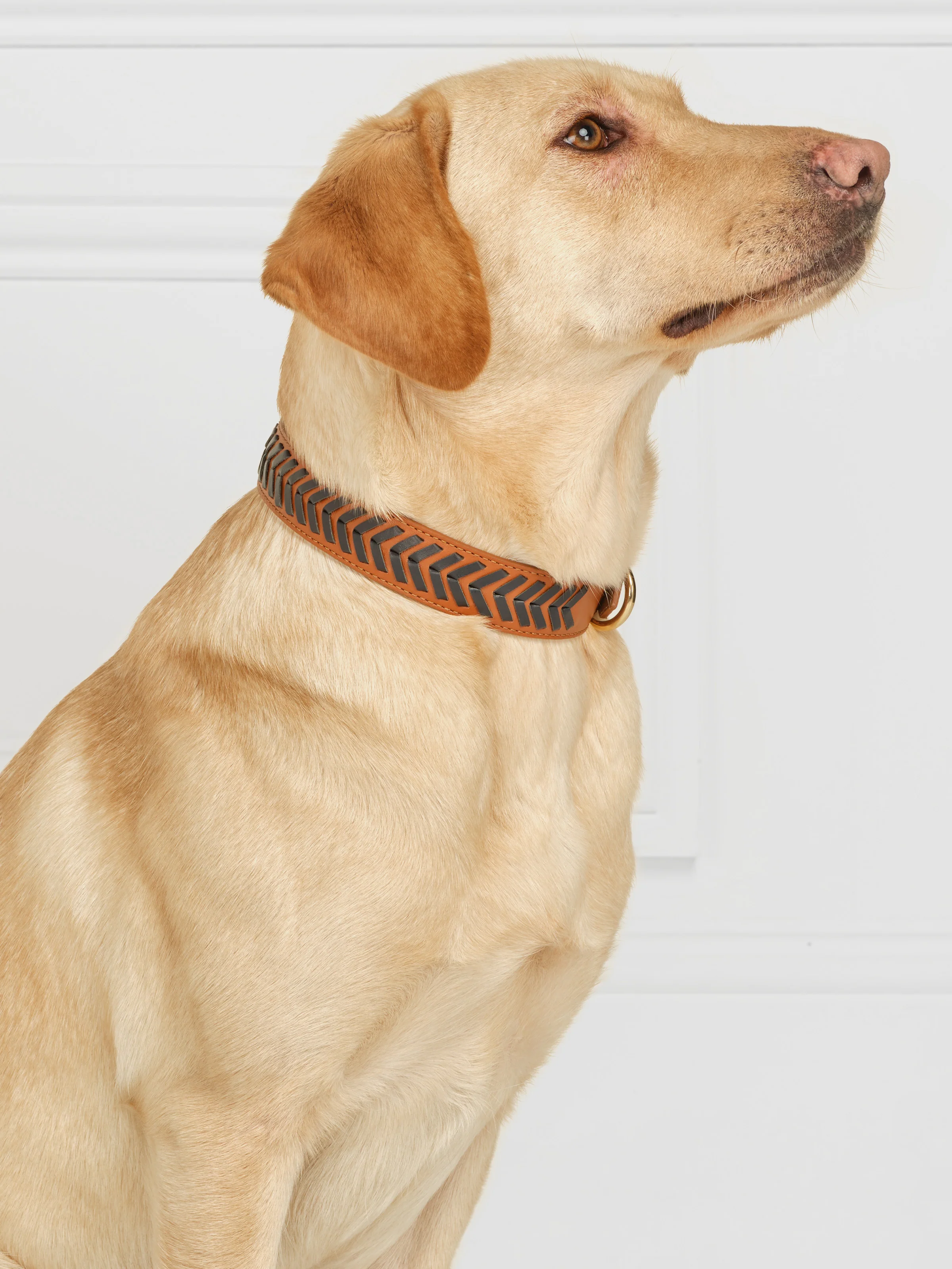 Tetbury Dog Collar - Tan & Navy - Image 2