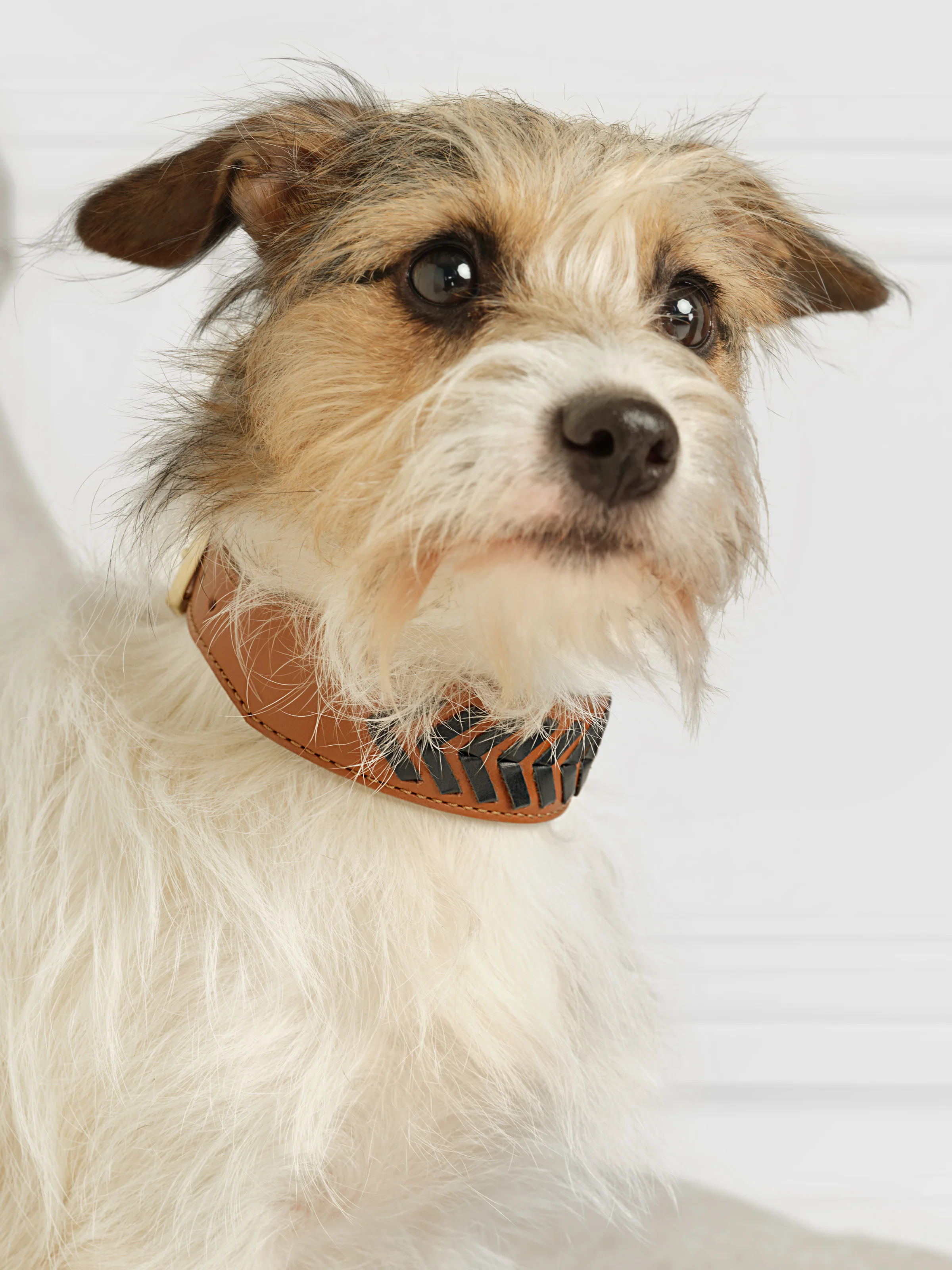 Tetbury Dog Collar - Tan & Navy - Image 3
