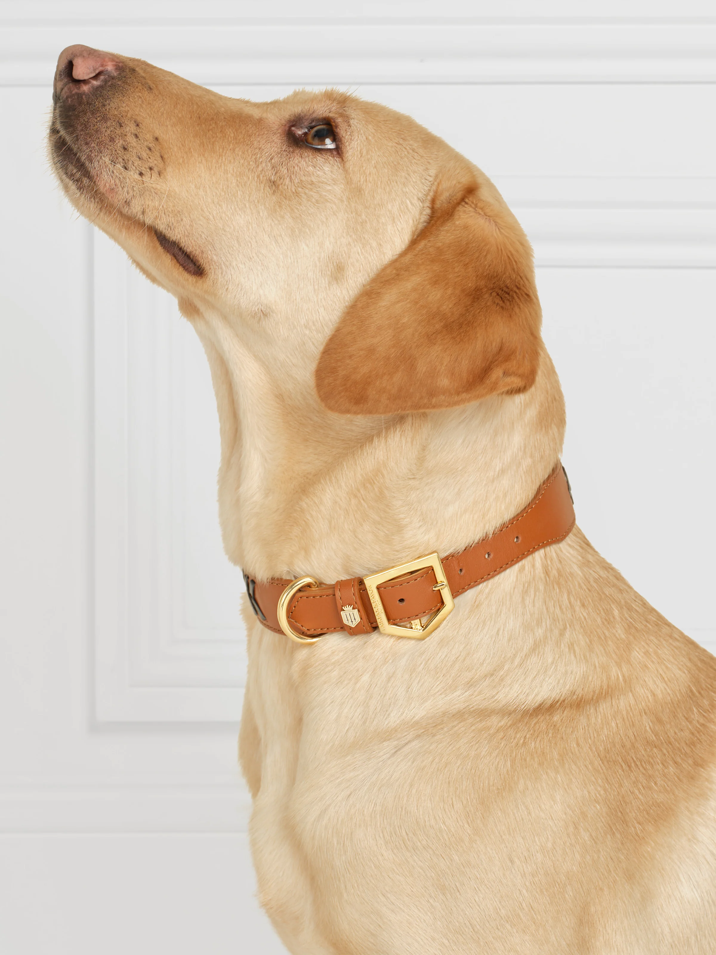 Tetbury Dog Collar - Tan & Navy - Image 6