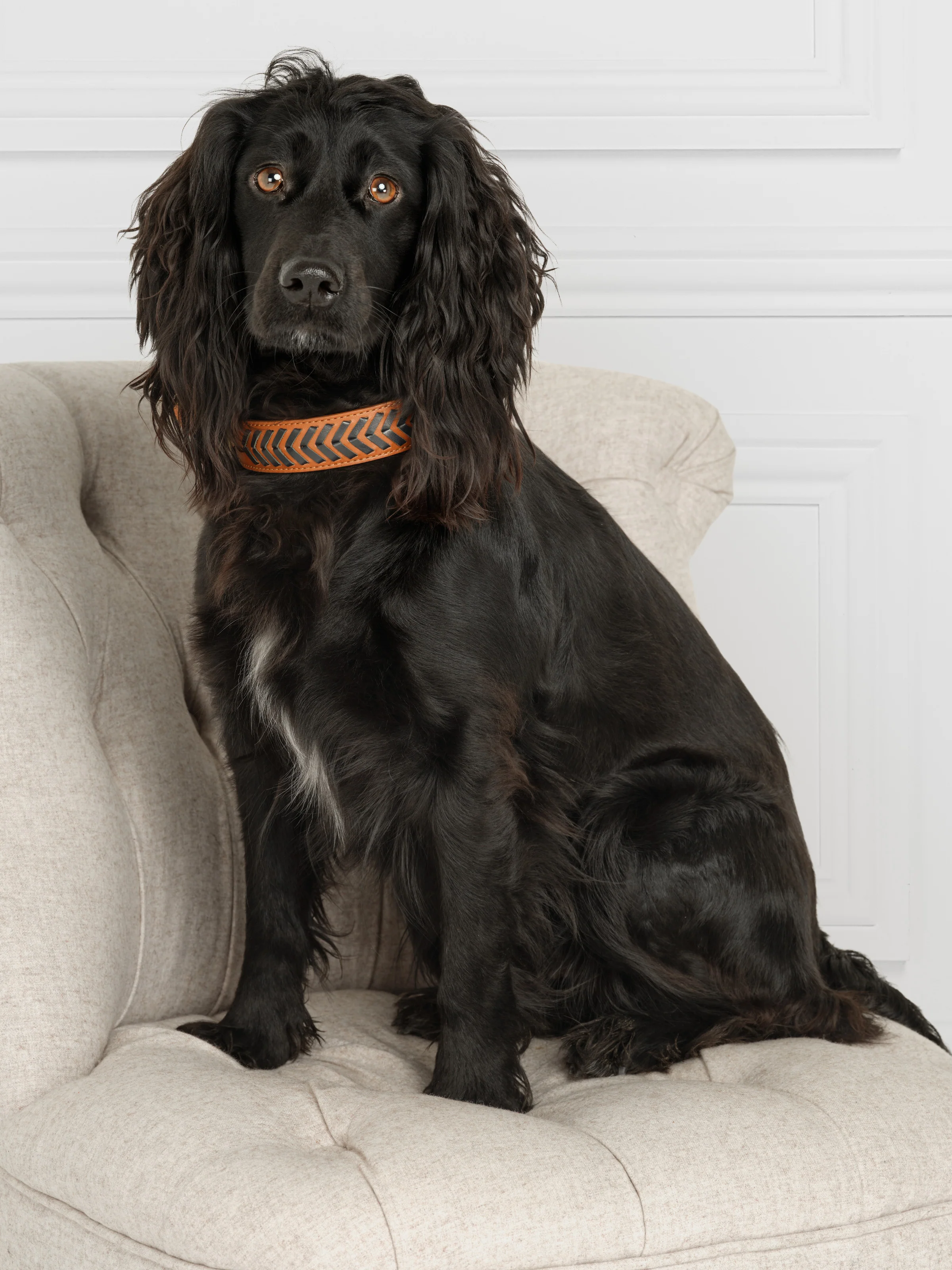 Tetbury Dog Collar - Tan & Navy - Image 7